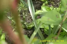 Blume 1.webp
