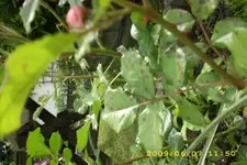 Blume 2.webp