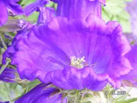 Garten 6-2005 021.webp