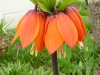 Kaiserkrone 2005 070.webp