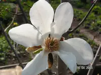 Magnolie 2005 080.webp