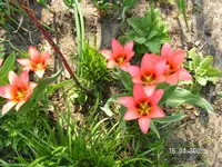 Tulpen2005 073.webp