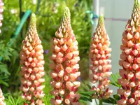 Lupinen 2005 181.webp