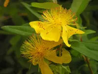 PICT0120.webp