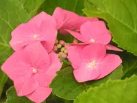 PICT0154.webp