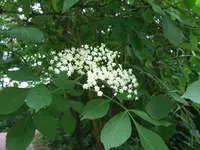 DSCF7584.webp