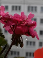 Regen1unbea.webp