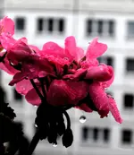 Regen1bea.webp