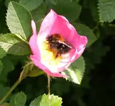 2009-06-10GartenhummelinBrombeere.webp