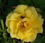 2009-06-10gelbeBlteFliege1.webp
