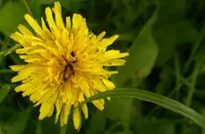 2009-06-10Kferfrit.webp