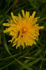 2009-06-103Kfer.webp
