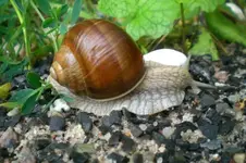 2009-06-09Weinbergschnecke.webp