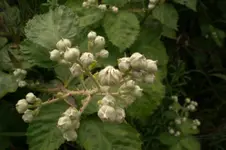 2009-06-10Brombeerknospen.webp