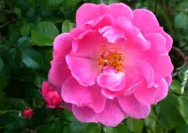 2009-06-10Heckenroseaufgeblht.webp