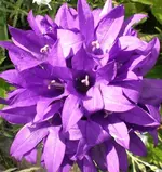 2009-06-10lilaBlte.webp