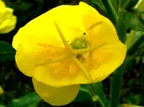 2009-06-10Nachtkerze.webp