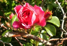 2009-06-10Straenrose.webp