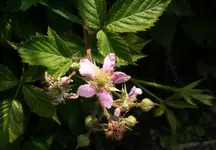 2009-06-10Wuhlebrombeere.webp