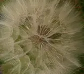 2009-06-10Unkraut.webp