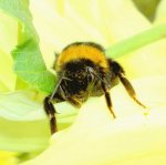 Bumblebee (6) v.jpg