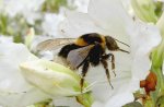 Bumblebee (7) v.jpg