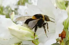 Bumblebee (7) v.webp