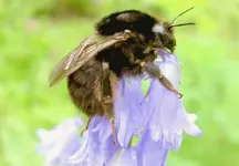 Bumblebee (8) v.webp