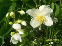 100_1810.webp