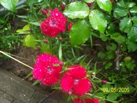 100_1813.webp