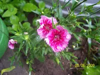 100_1814.webp