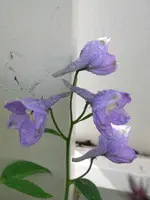 P1050657.webp