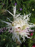 IMG_3334.webp