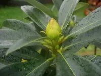Rhododendronknospe v.webp