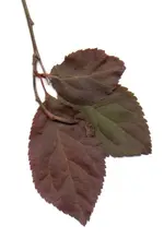 img027.webp