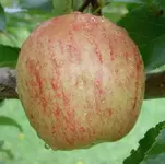 Apfel abc v.webp