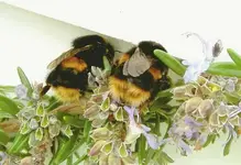 Bumblebee (3) v.webp