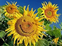 Lachende sonnenblume.webp