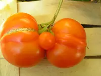 Garten AugSept 2005 018.webp
