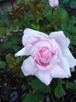 S4300036.webp