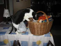 katze garten 001.webp