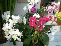 Unbekannte Blüte 6-09 004.webp