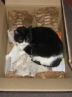 katze garten 014.webp