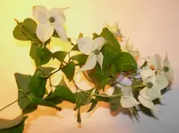 Unbekannte Blüte HH6.09.webp