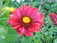SA500211.webp