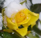 gelbe_rose.webp