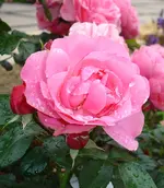 rote_rose.webp