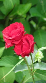 jun6.webp