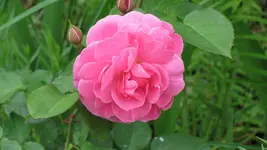 jun11.webp
