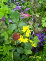100_1812.webp